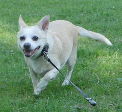 Front view action shot - A tan with white Rat-Cha is running down a field. Its mouth is open and it looks like it is smiling. It has perk ears.